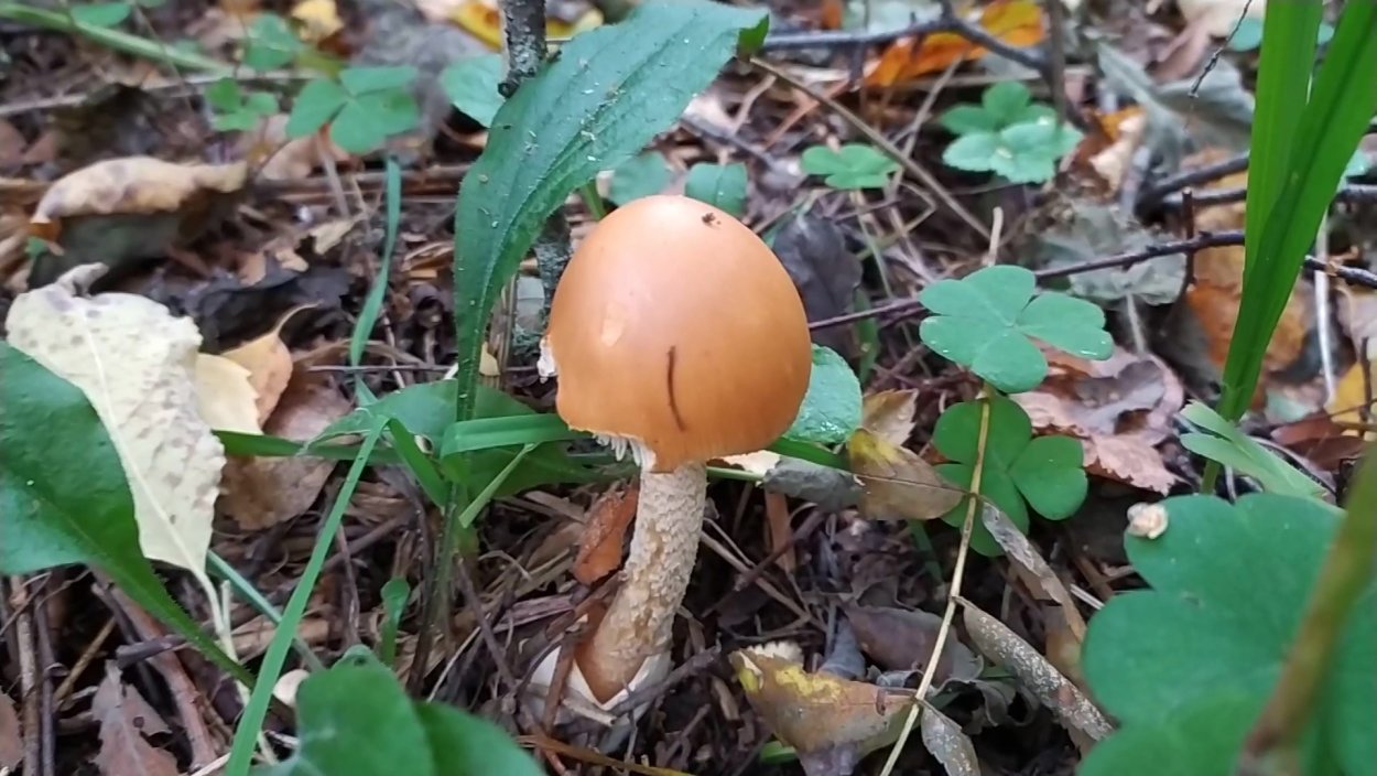 Поплавок белый Amanita Alba