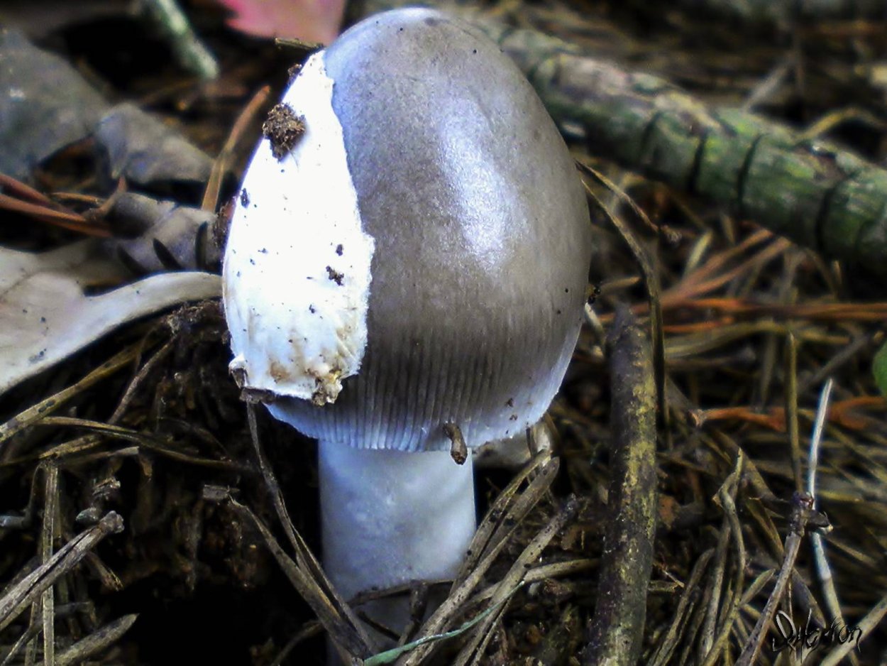 Поплавок белый Amanita Alba