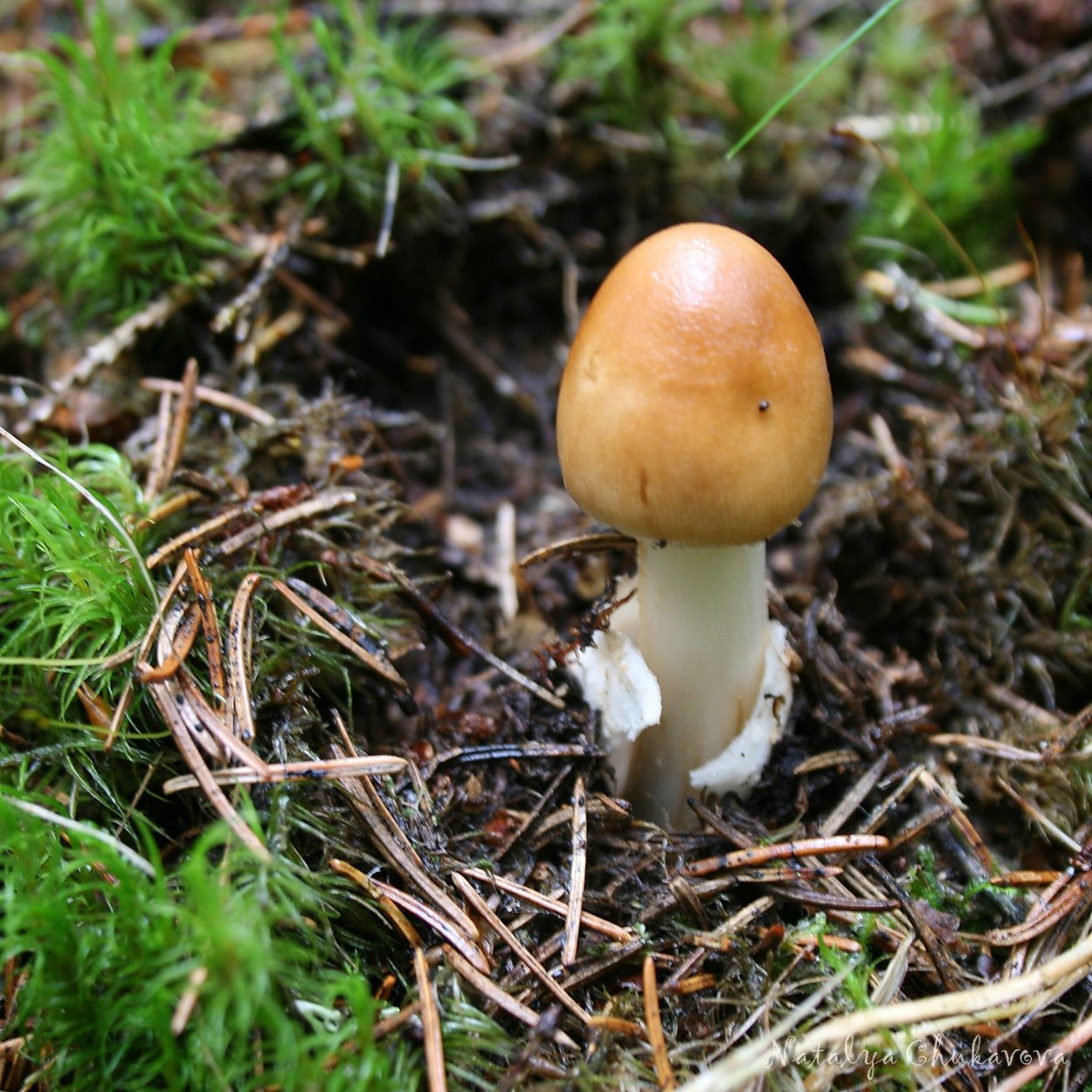 Amanita nivalis