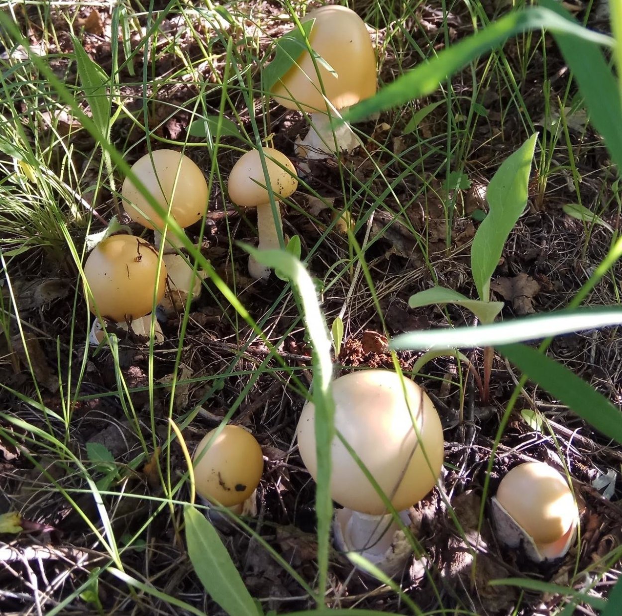 Поплавок серый (Amanita vaginata)