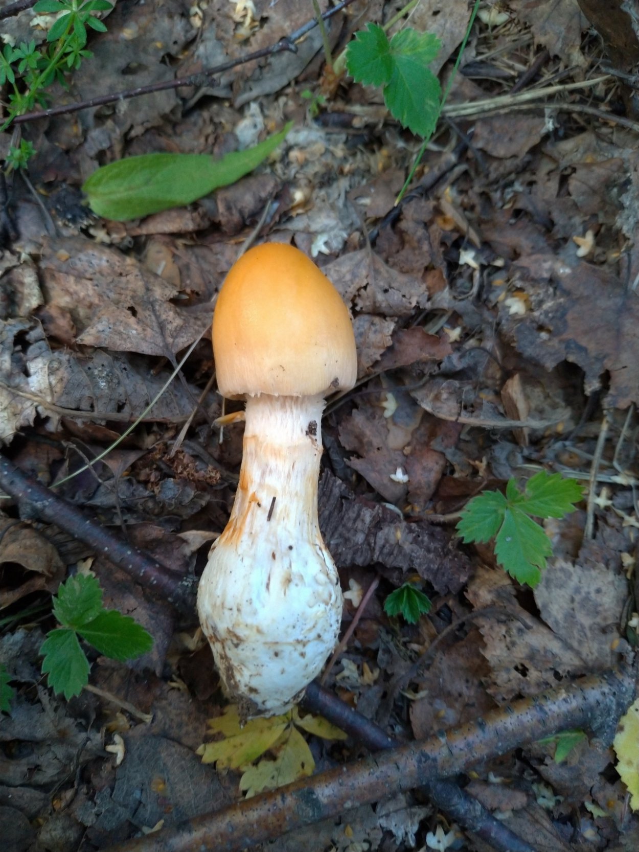 Поплавок серый (Amanita vaginata)