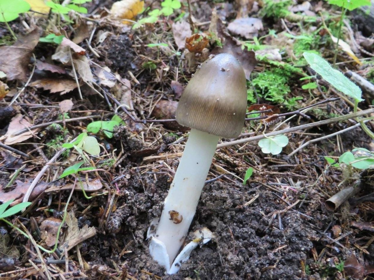 Поплавок жёлто-коричневый (Amanita fulva)