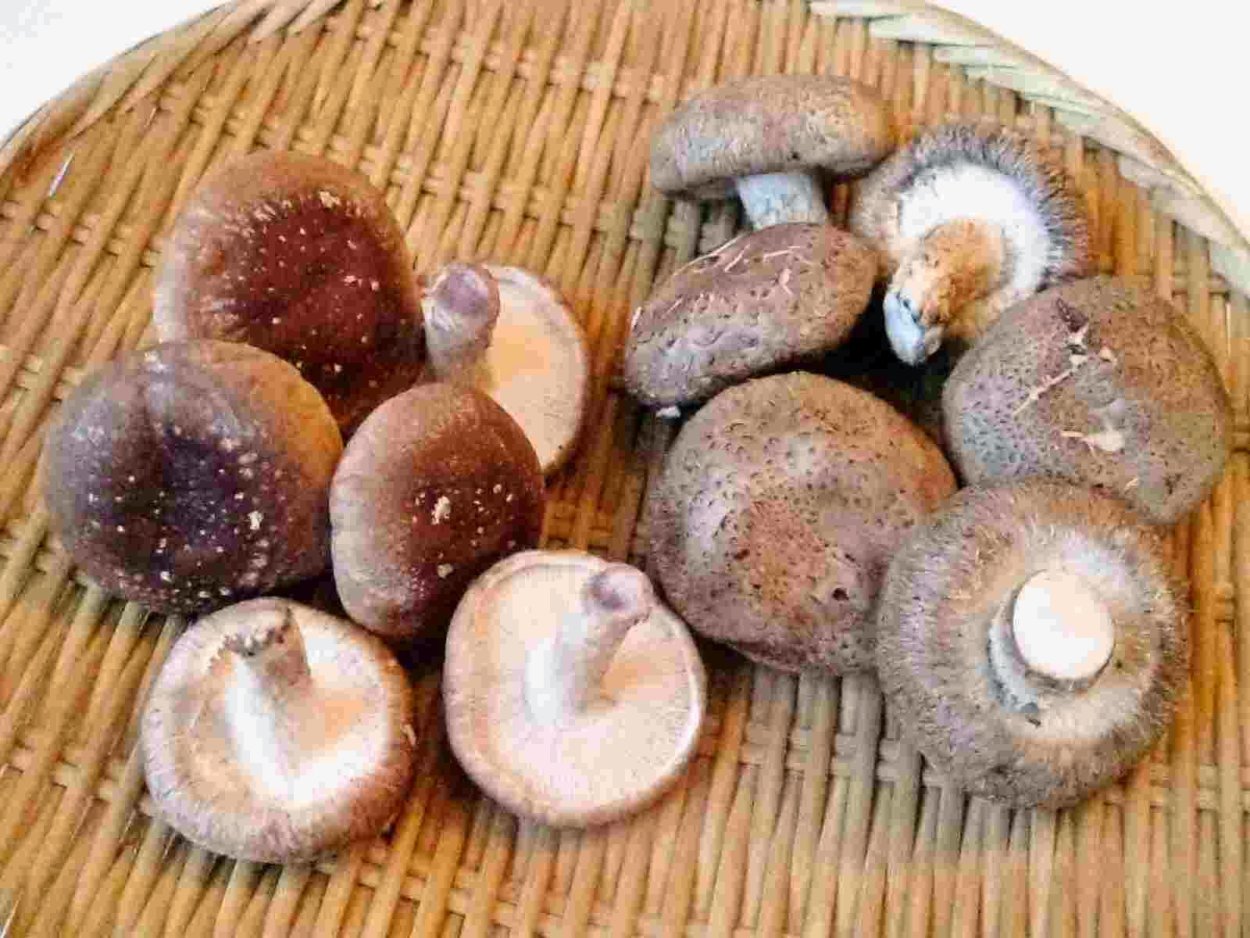 Корейские грибы шиитаке