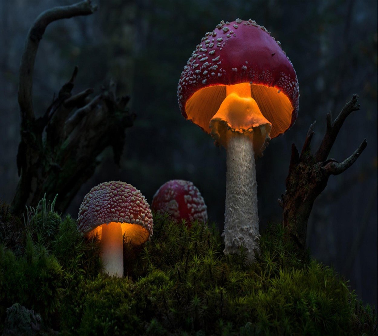 Гриб Mushroom Машрум