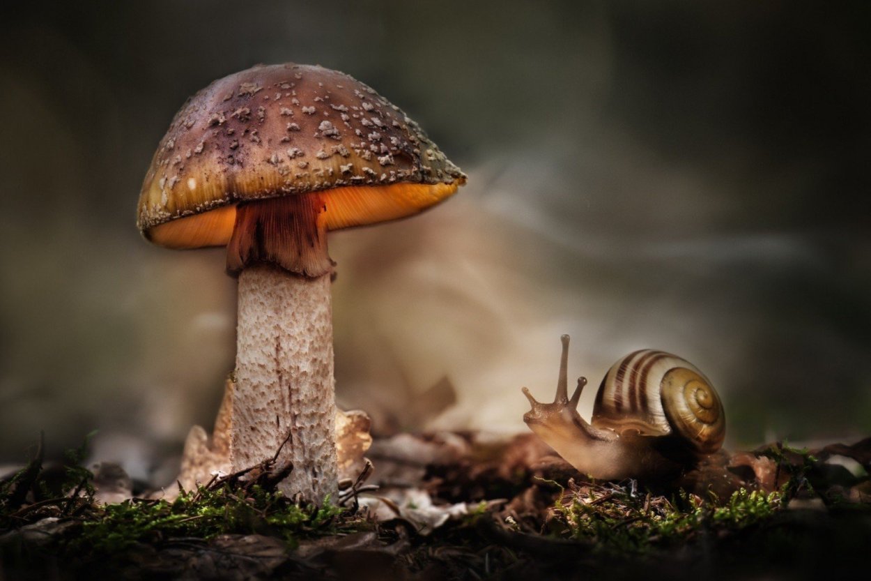 Макросъемка природа