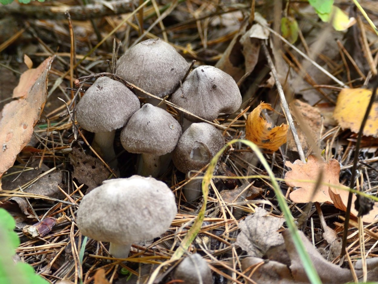 Lepista personata