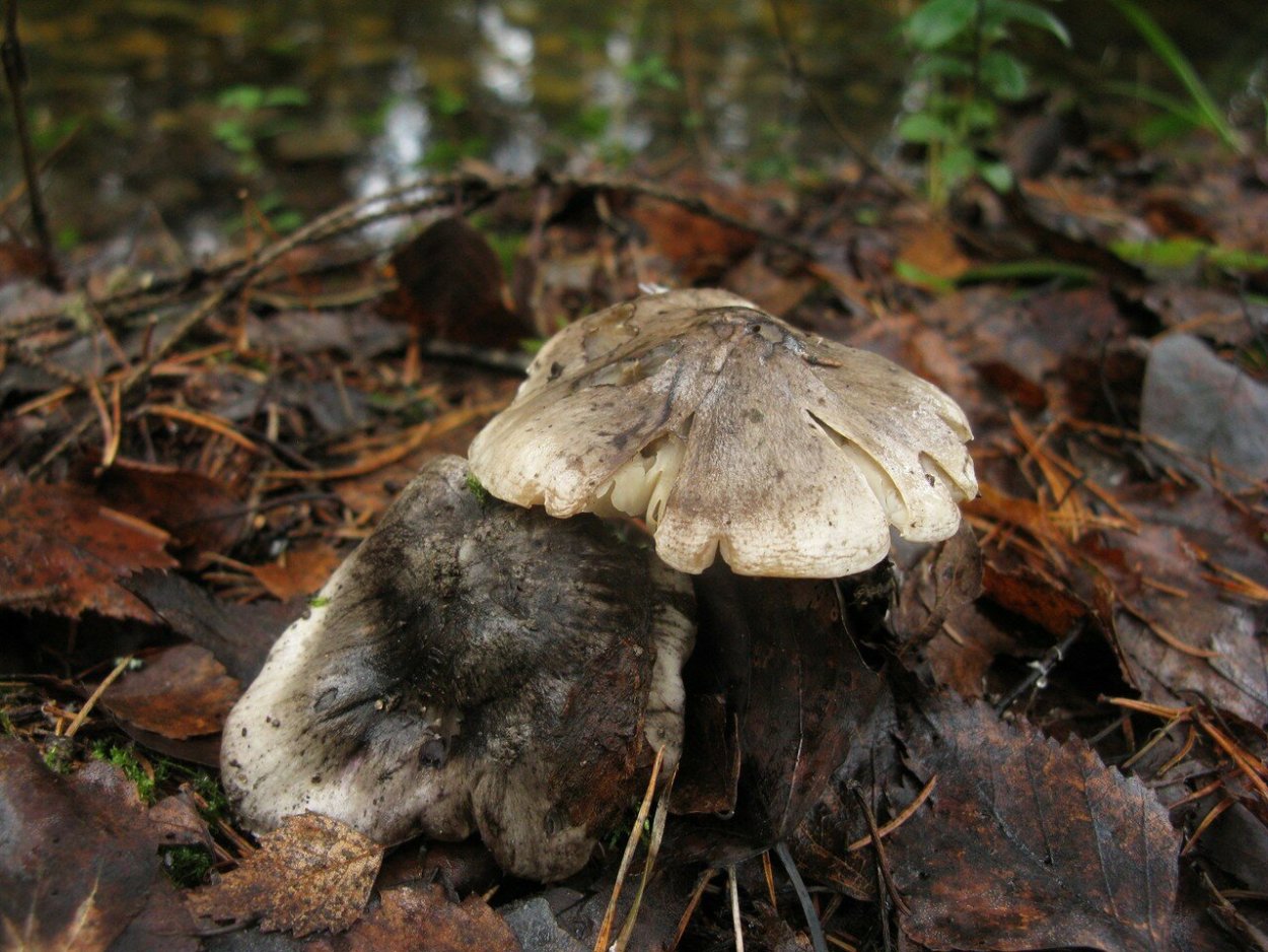 Рядовка погубленная Tricholoma pessundatum