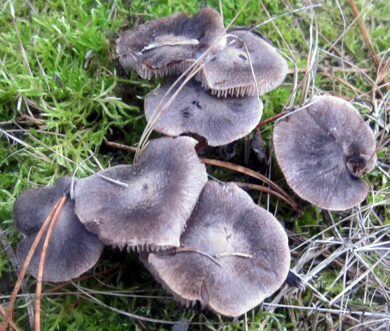 Рядовка серая Tricholoma portentosum.