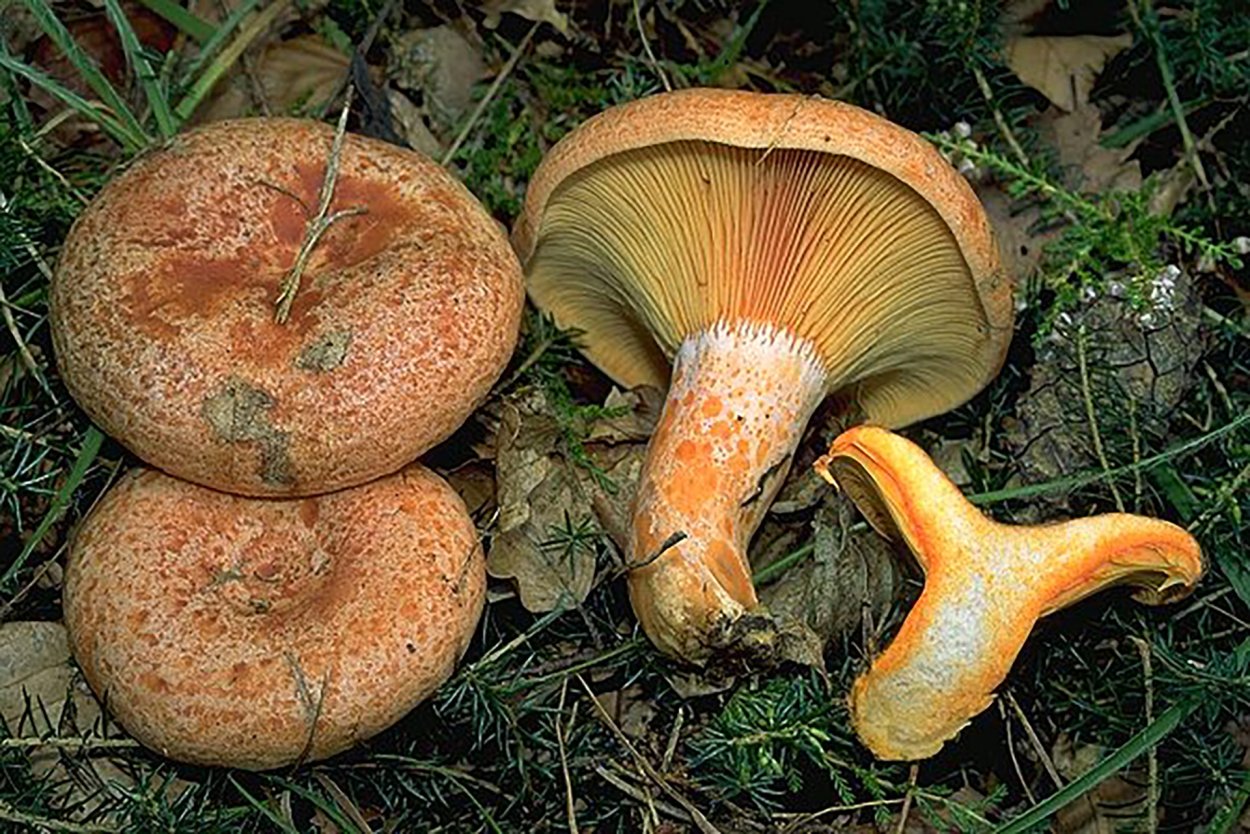 Рыжик еловый/еловик (Lactarius deterrimus);