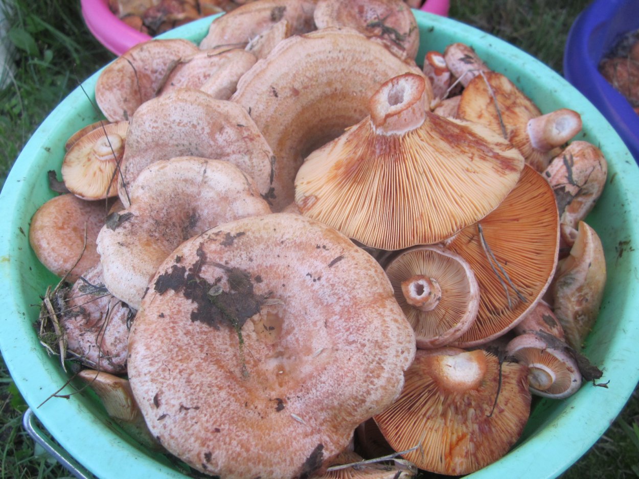 Рыжик Боровой