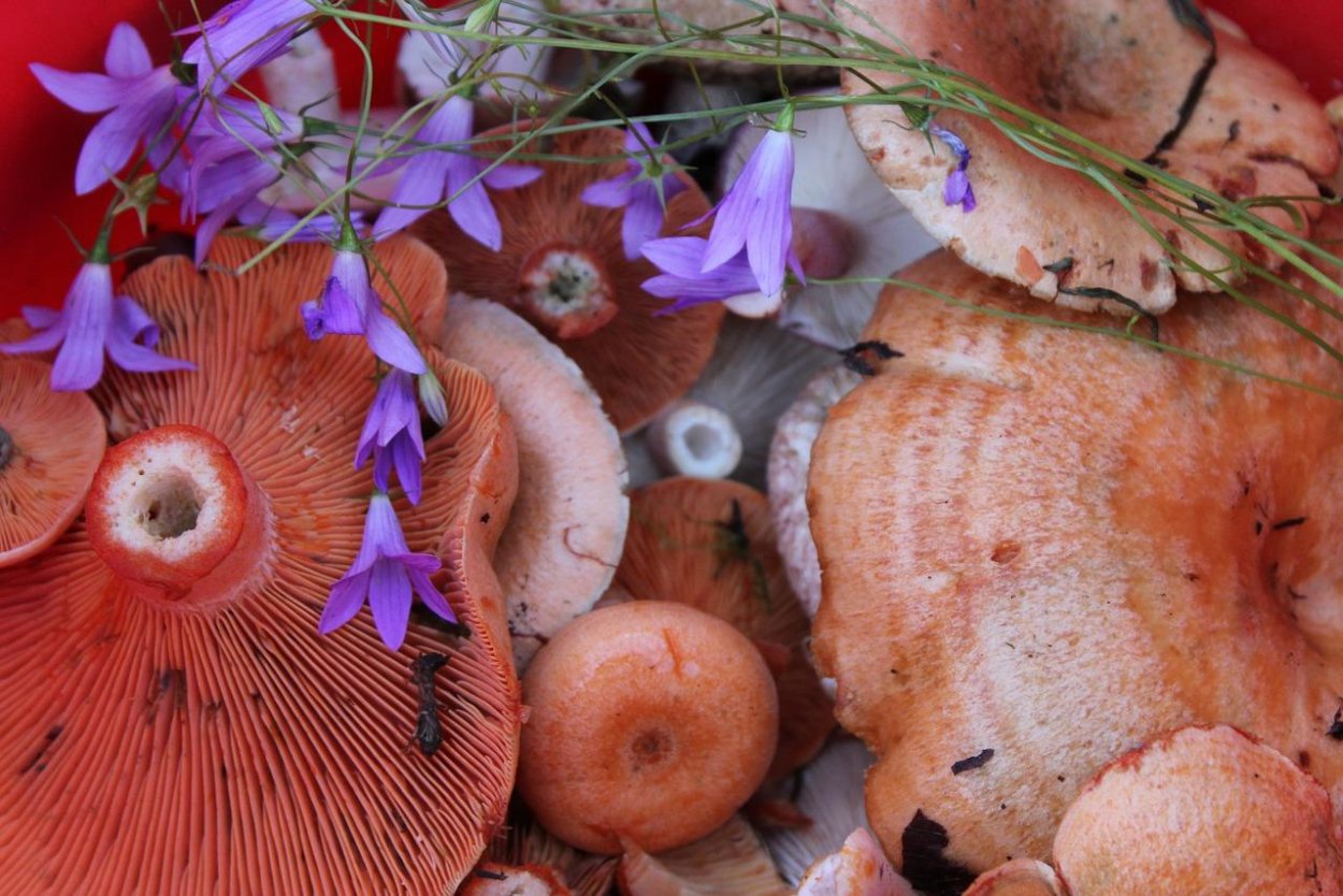 Рыжик Сосновый/Боровой (Lactarius deliciosus);