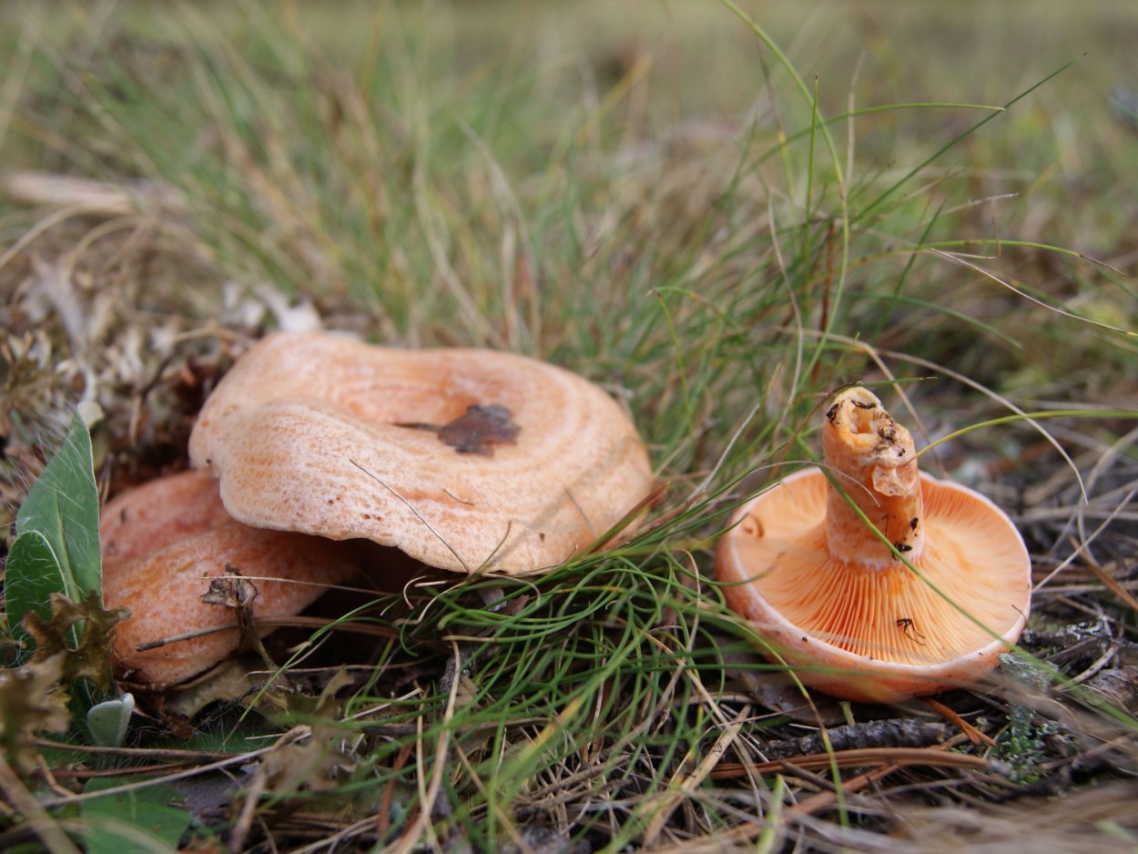 Рыжик Сосновый/Боровой (Lactarius deliciosus);