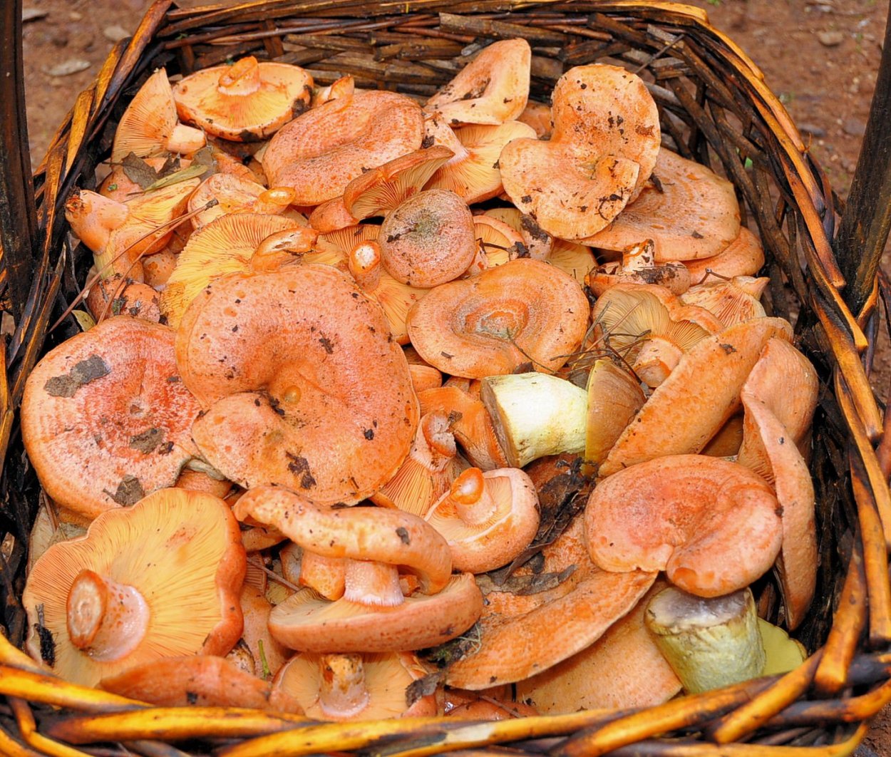 Рыжики грибы