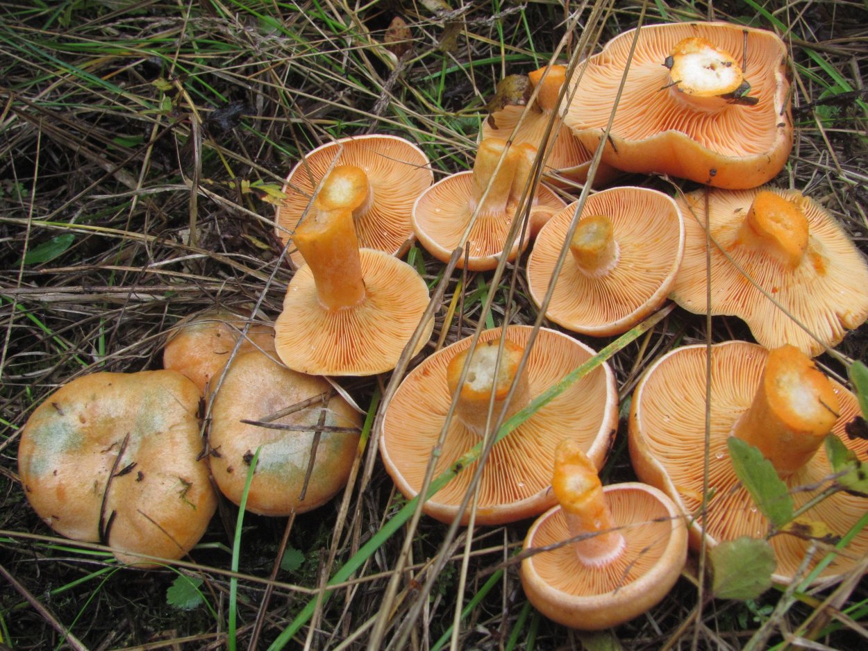 Рыжик Сосновый/Боровой (Lactarius deliciosus);