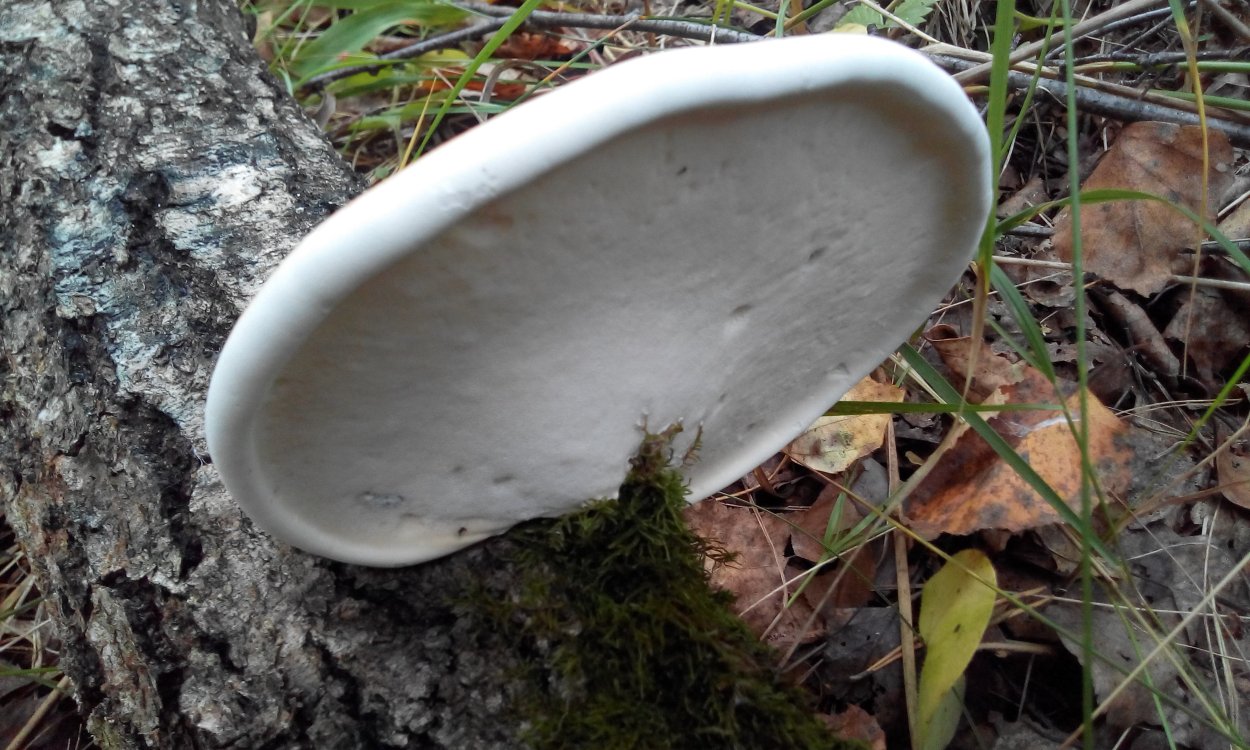 Трутовик березовый (Piptoporus betulinus)