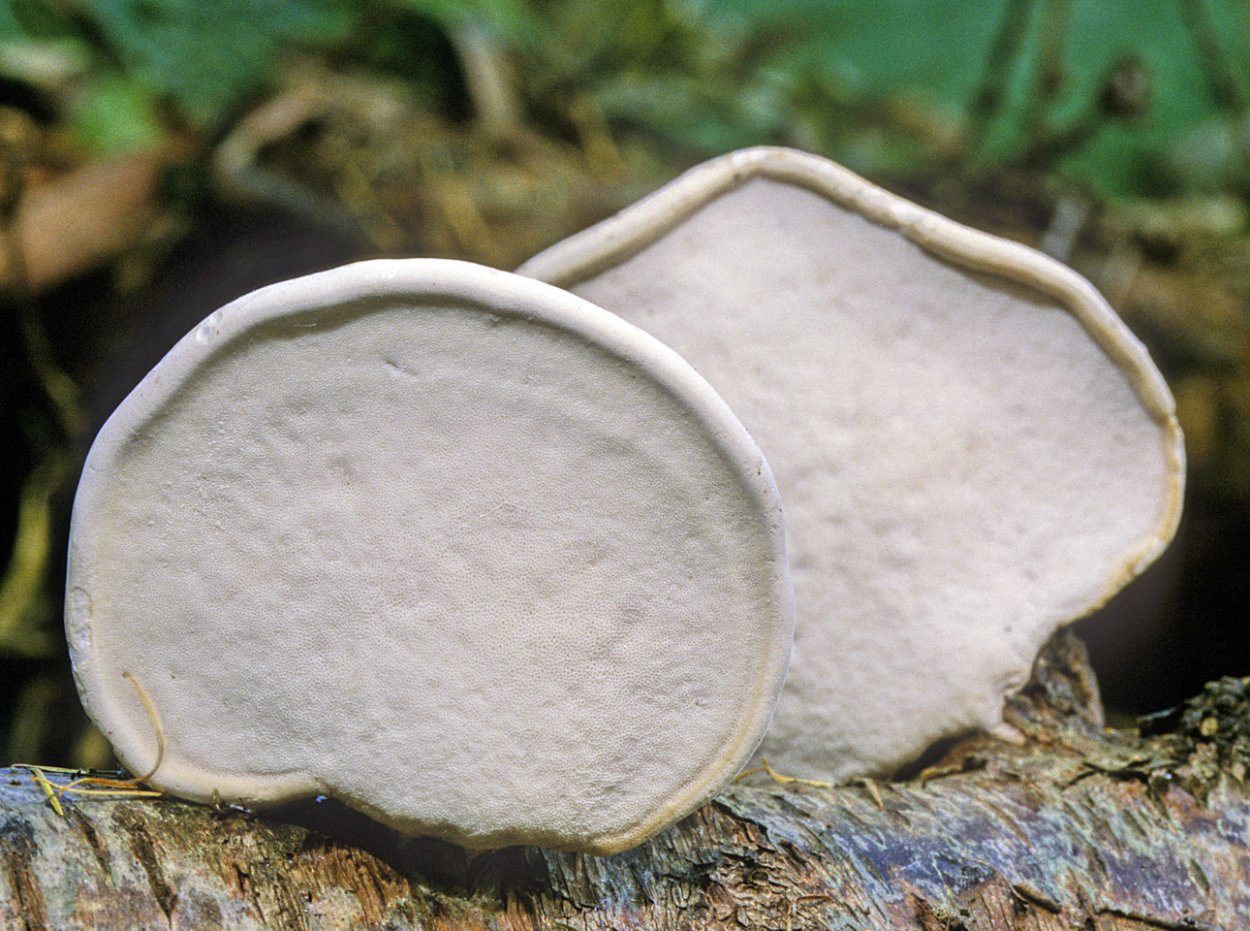Березовая губка Piptoporus betulinus