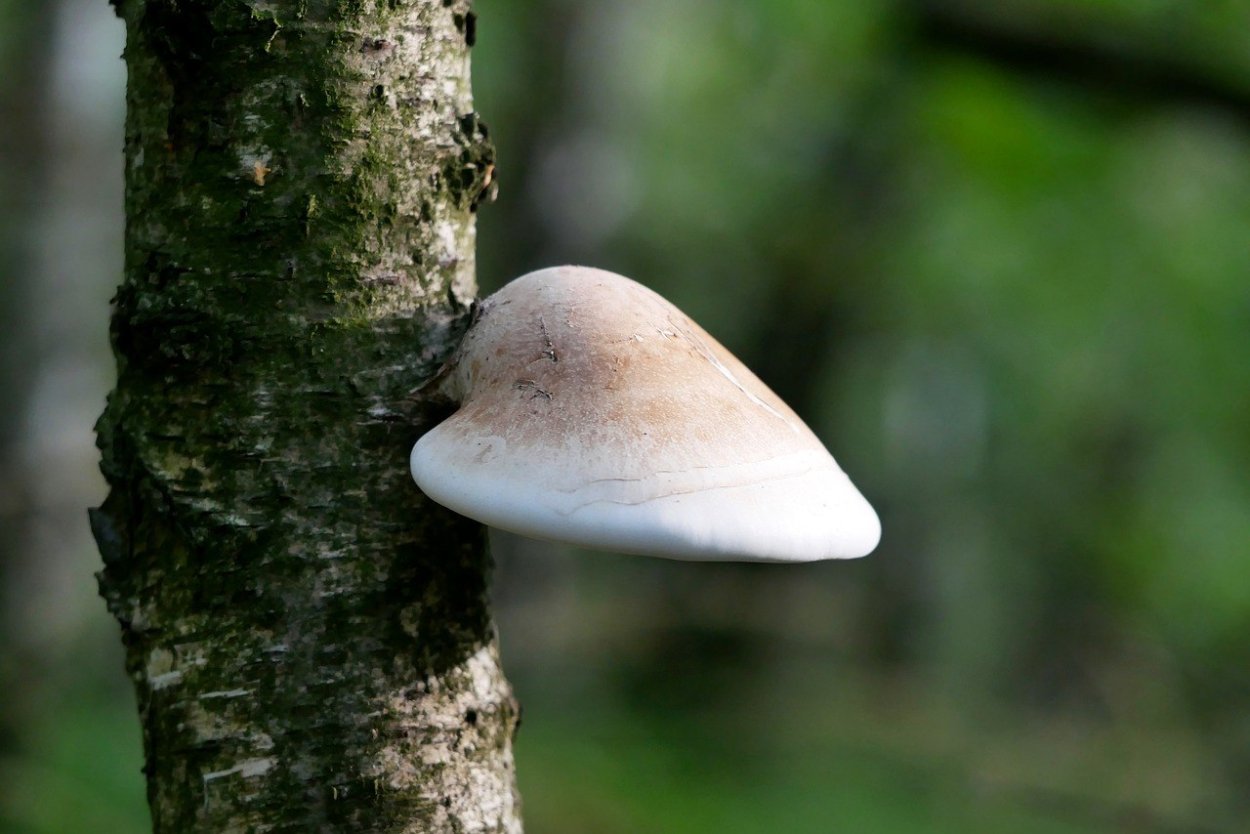Трутовик берёзовый (Fomitopsis betulina)