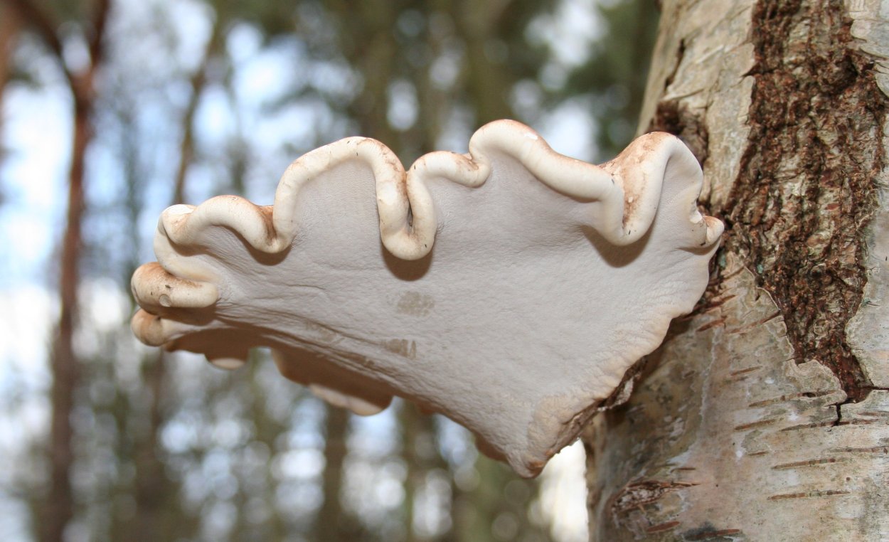 Вид Polyporus betulinus fr. Березовая губка.
