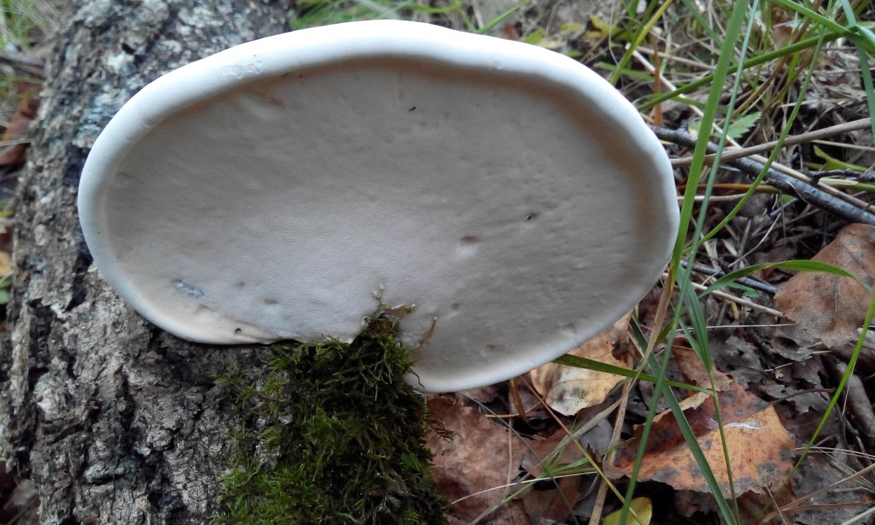 Гриб Amanita Jackson