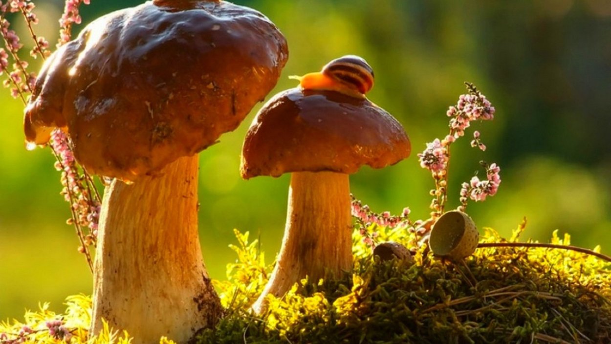 Рогатик прямой (Ramaria stricta).