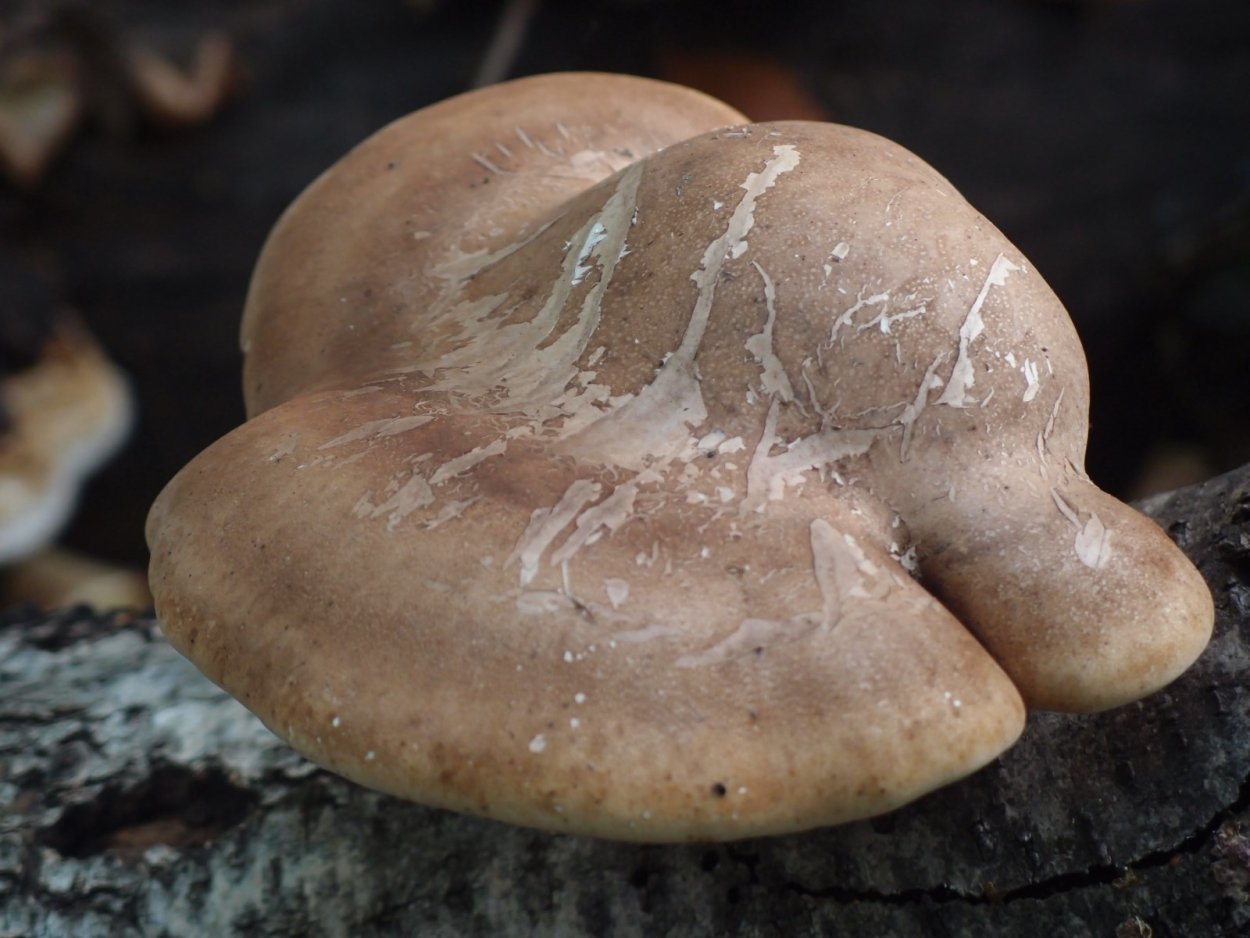Березовая губка Piptoporus betulinus