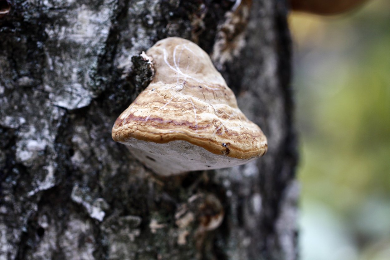 Трутовик обыкновенный fomes fomentarius