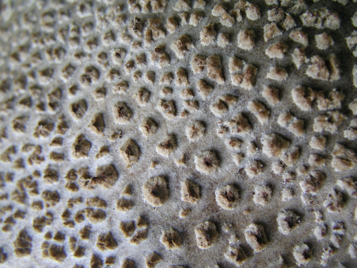 Xylobolus frustulatus