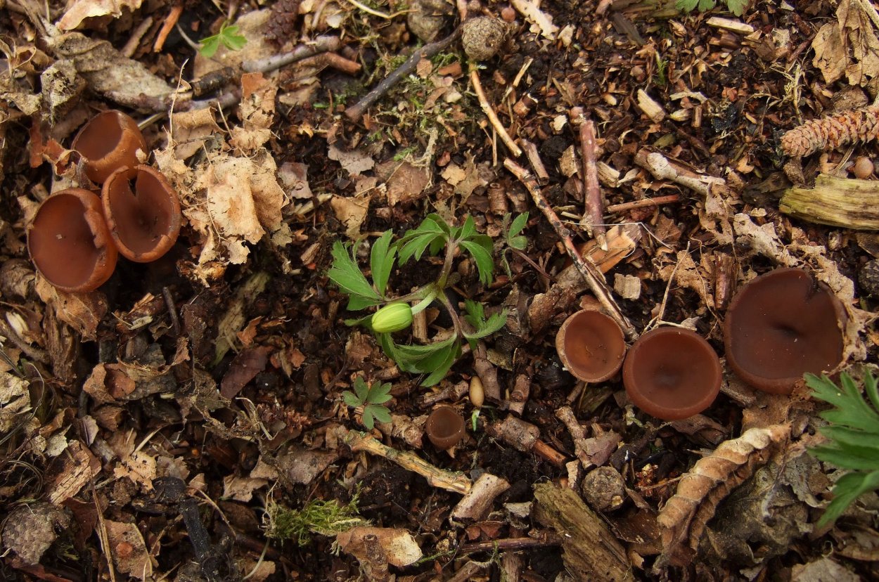 Dumontinia tuberosa весенний гриб