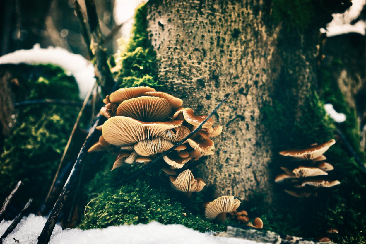 Вешенка обыкновенная (Pleurotus ostreatus)