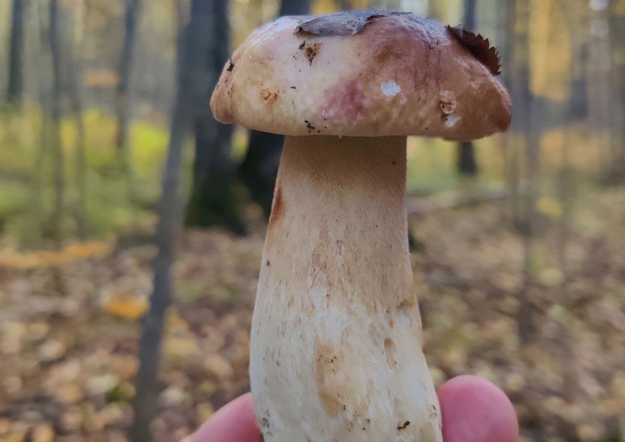 Моховик красный съедобный
