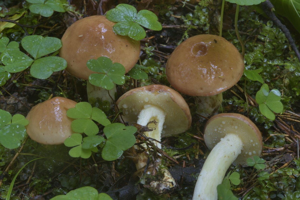 Свинушка Paxillus rubicundulus