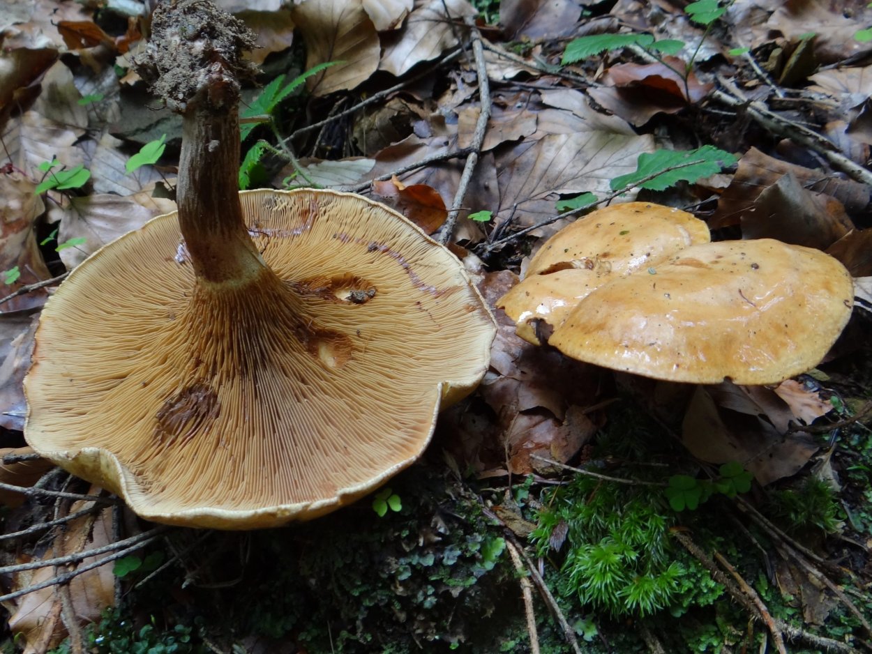 Горькушка (Lactarius Rufus)