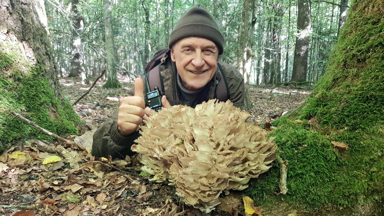 Грифола курчавая гриб