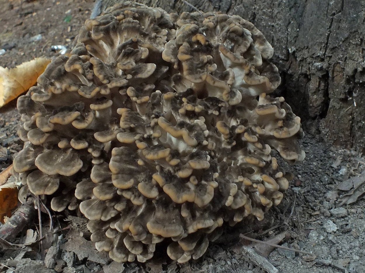 Sparassis crispa грибы