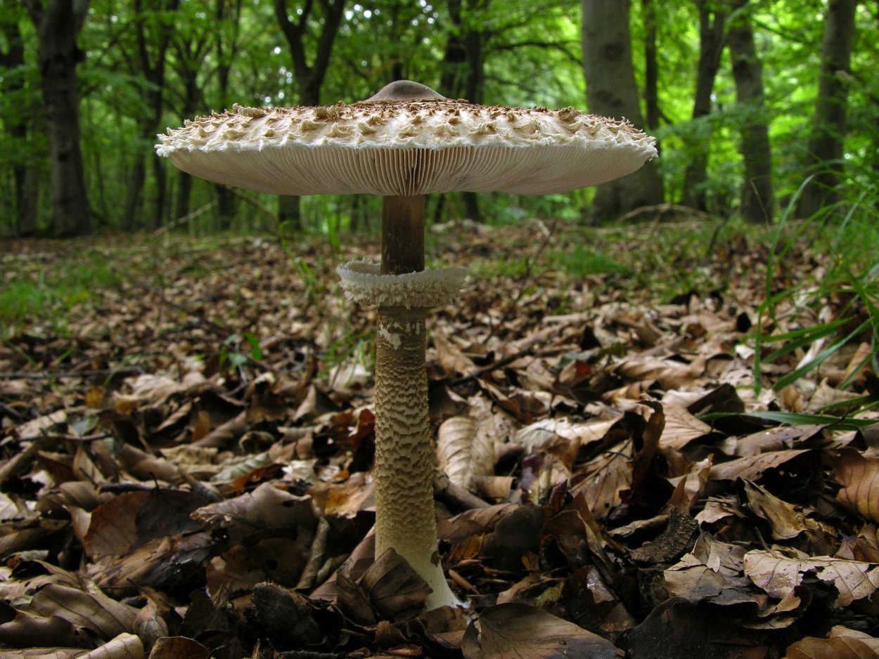 Гриб-зонтик краснеющий (Chlorophyllum rhacodes)