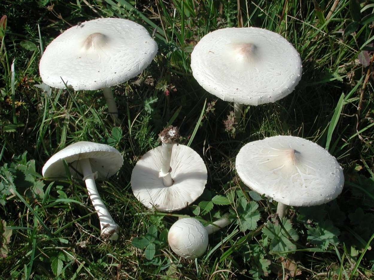 Гриб-зонтик белый Macrolepiota excoriata