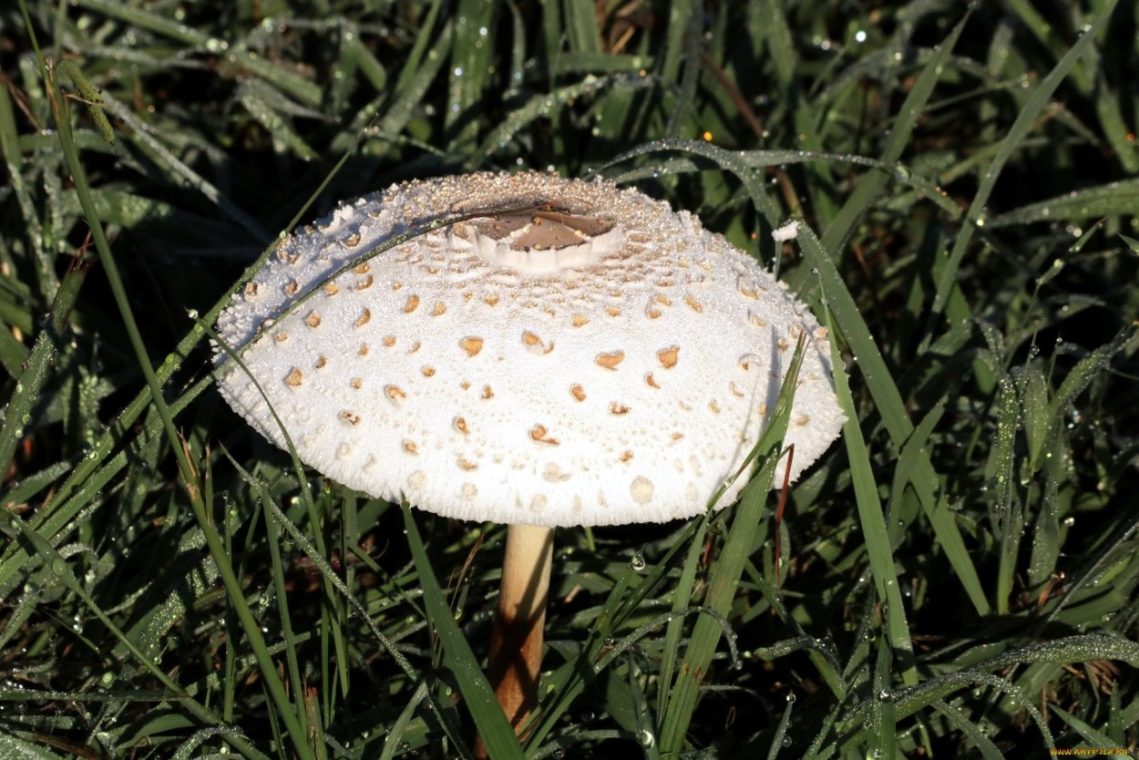 Macrolepiota excoriata