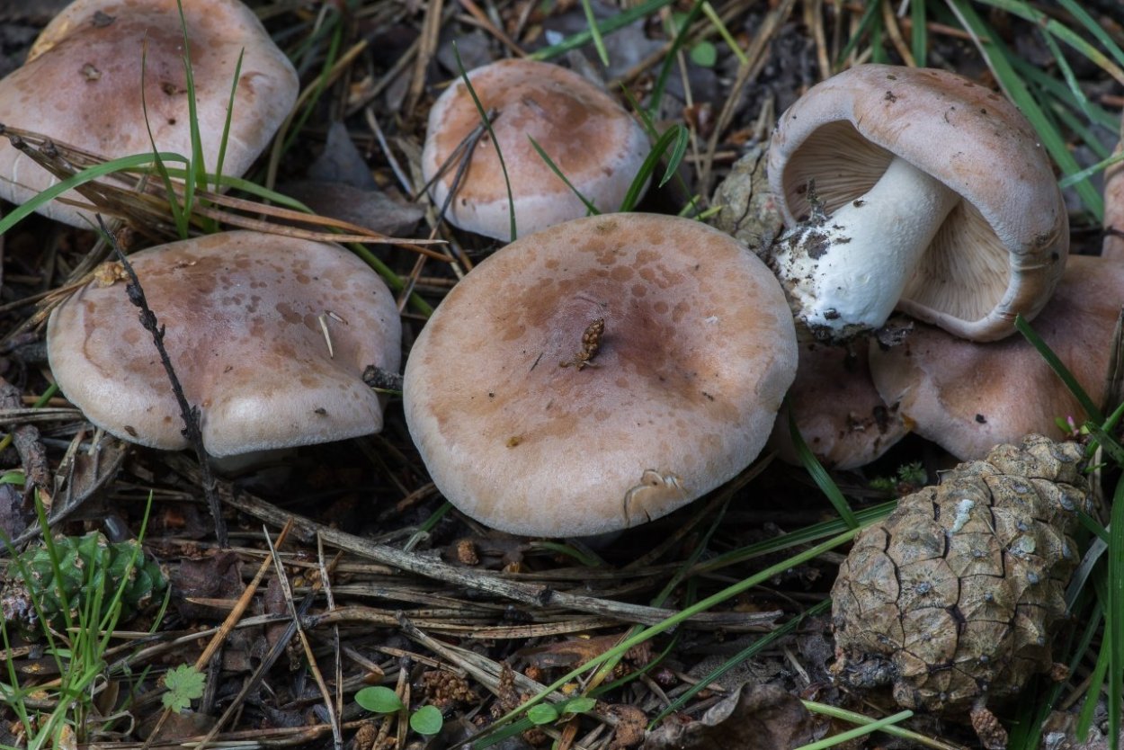 Гебелома Тополевая - Hebeloma populinum