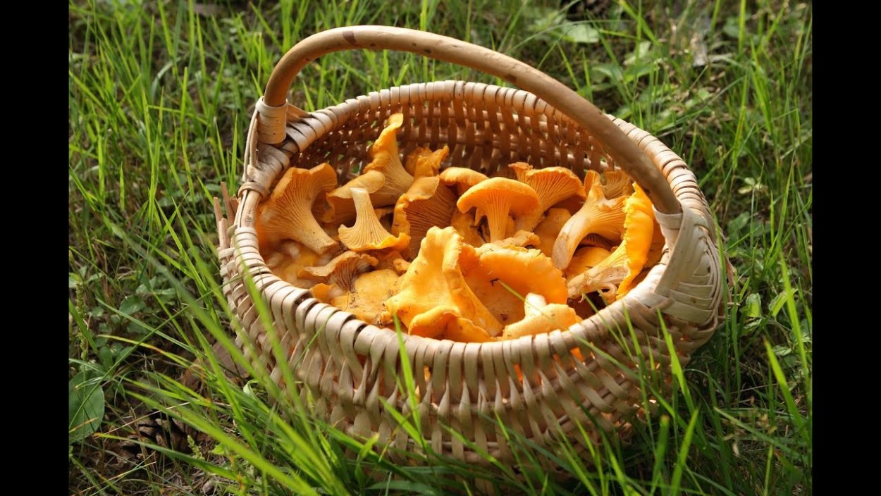 Лисички грибы в лукошке