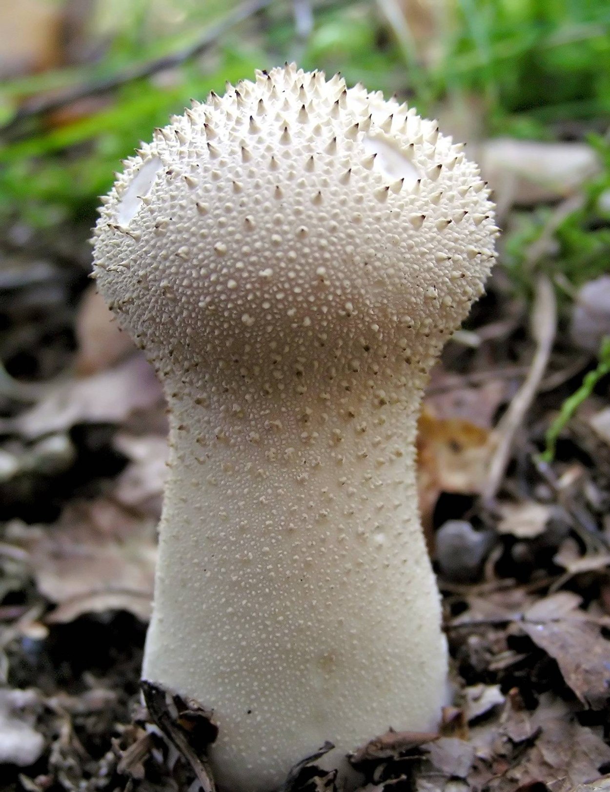 Грибы дождевик (Lycoperdon pyriforme)