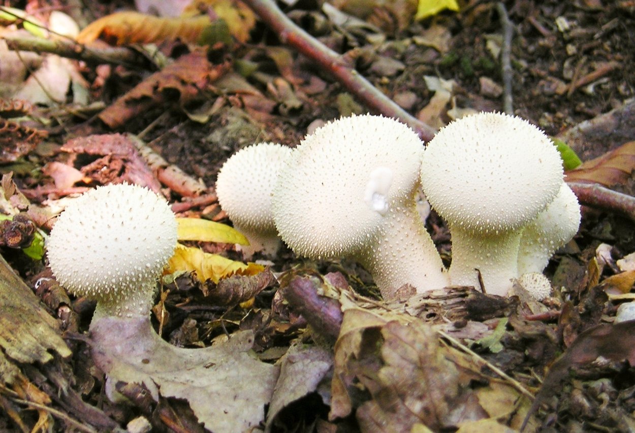 Гриб Lycoperdon perlatum