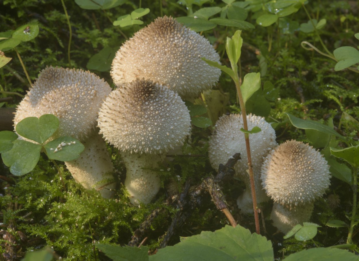 Lycoperdon perlatum