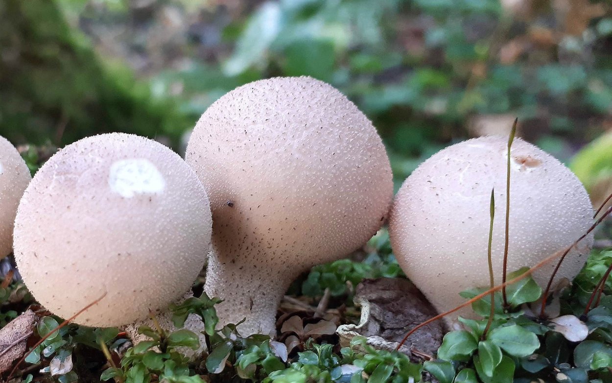 Дождевик грушевидный Lycoperdon pyriforme
