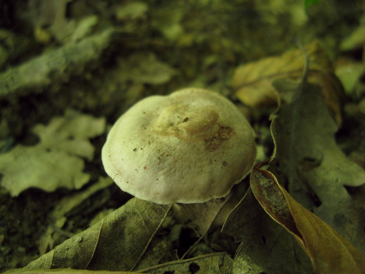 Болетин азиатский (Boletinus asiaticus)