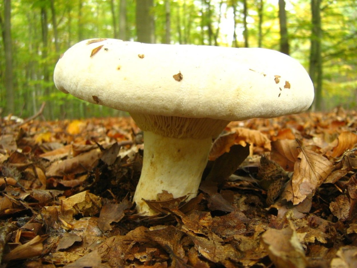 Молочай кипарисовый (Euphоrbia cyparíssia