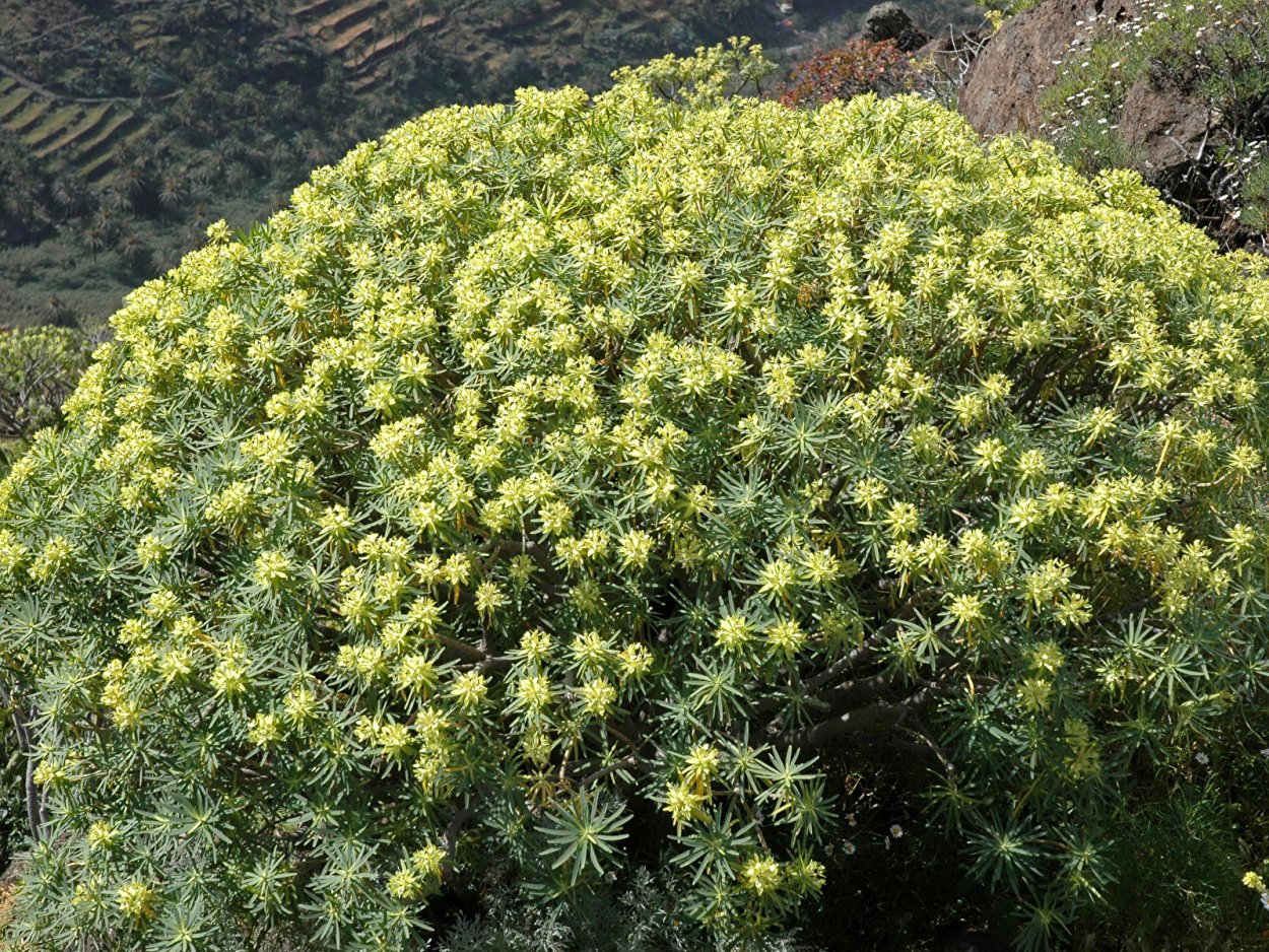 Euphorbia globosa