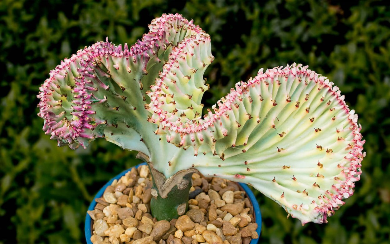 Молочай Алтайский Euphorbia altaica