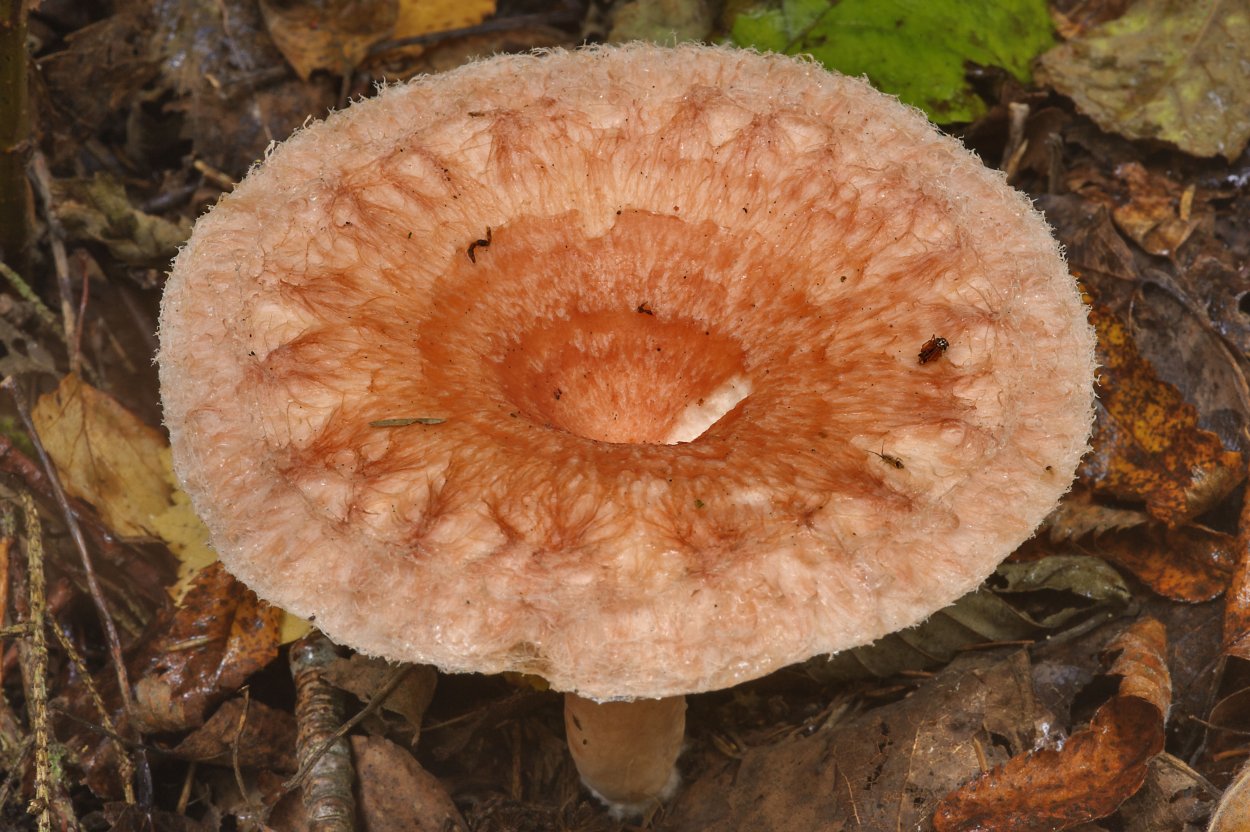 Ежовик пестрый Sarcodon imbricatus