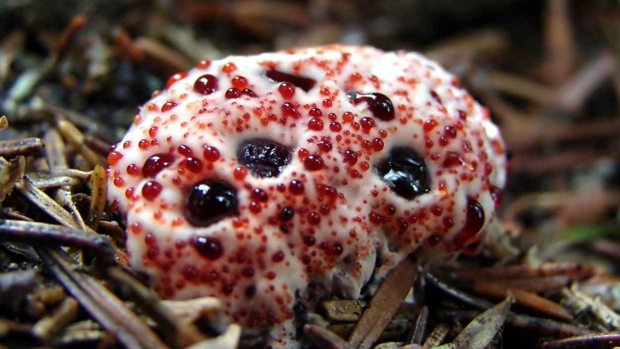 Млечник серо-розовый Lactarius helvus