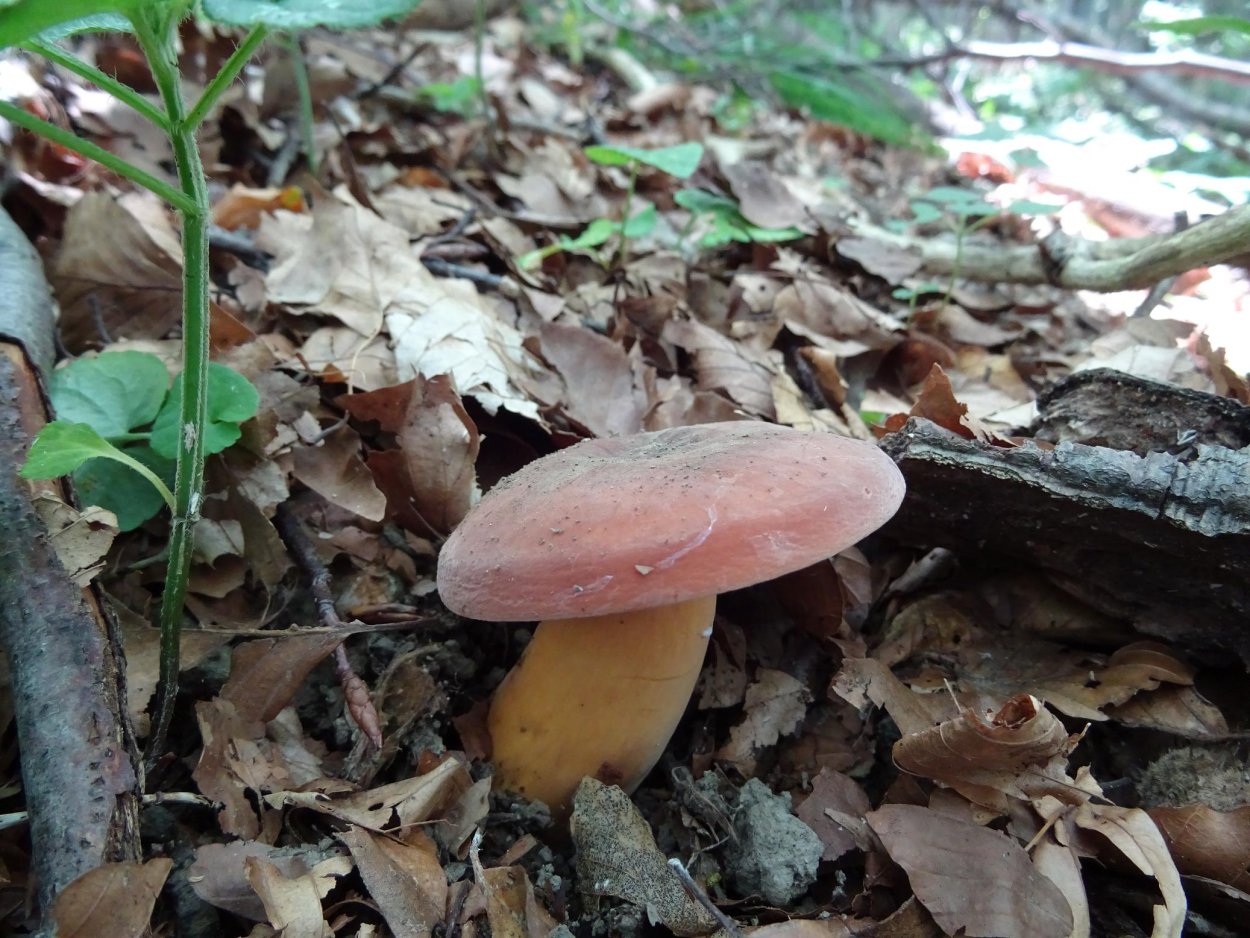 Млечник мэра Lactarius mairei
